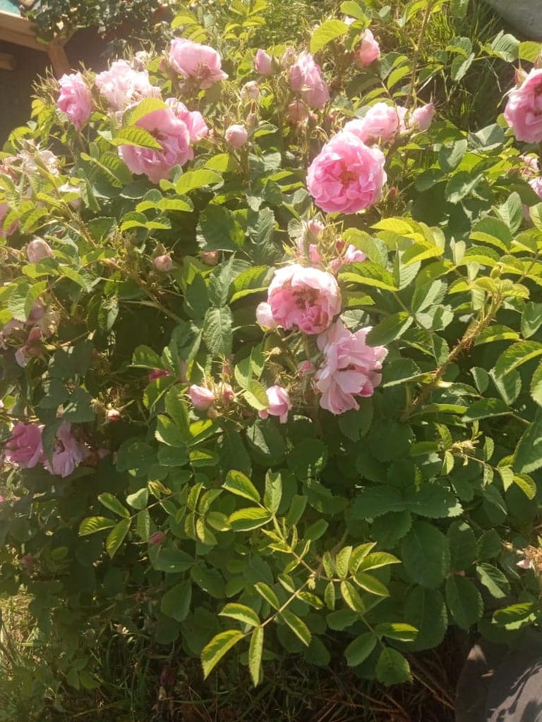 Edible Rose Water – 250 ml (Edible Grade) view 5