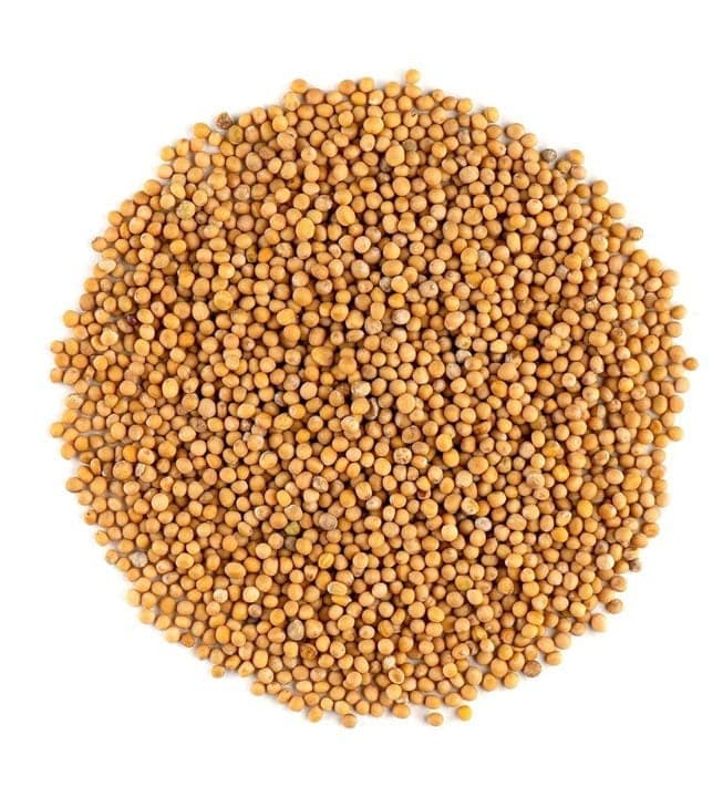 Yellow Mustard Seeds | Sarso view 3
