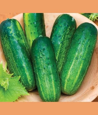 Jignisha Seeds Organic Khira Vegetable ( 50 Seeds )