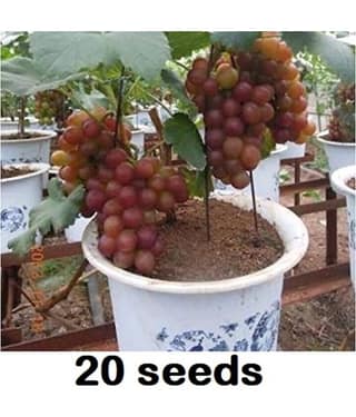 homeagro - Grapes Fruit ( 20 Seeds )