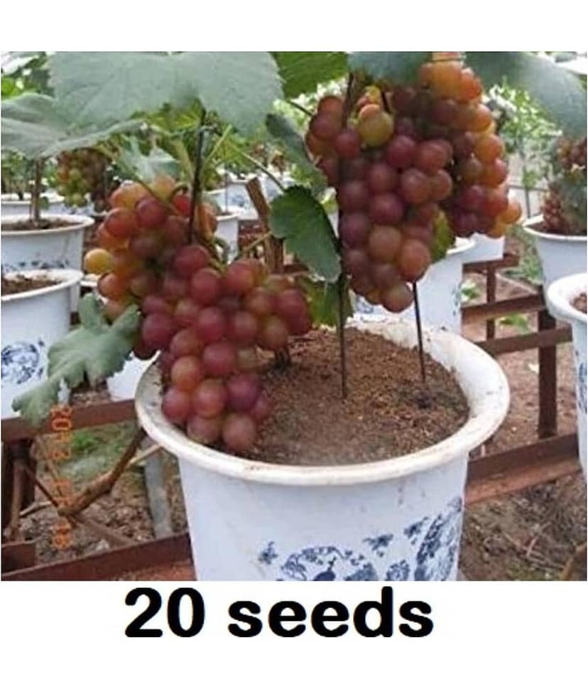 homeagro - Grapes Fruit ( 20 Seeds )