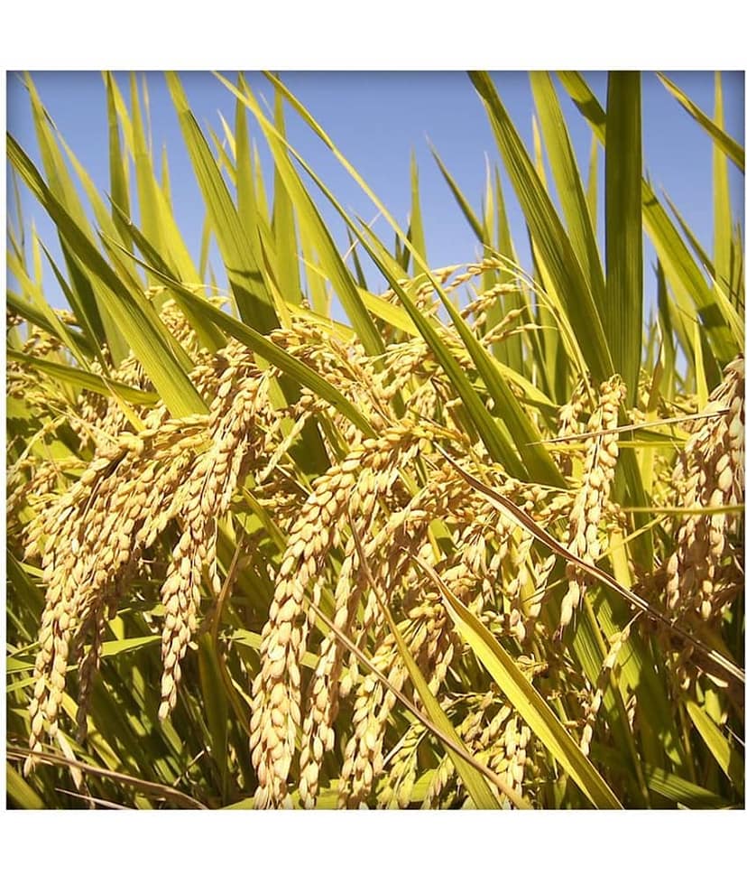 Ekgaon Raw Vishnu Bhog Rice 950 gm view 4