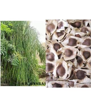 Organic Moringa Drumstick Seeds (Saijan ki Phalli, Saragavo) | pack of 30 seeds