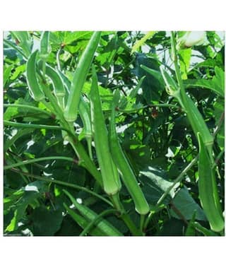 preji Gardens Rare imported ladies finger seeds 50 seeds pack