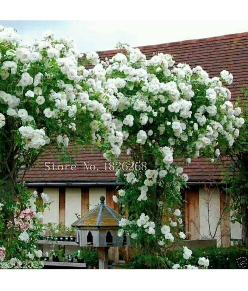 Azalea Gardens Rose Flower Seeds "White Climbing Rose" 20 Seeds Pack