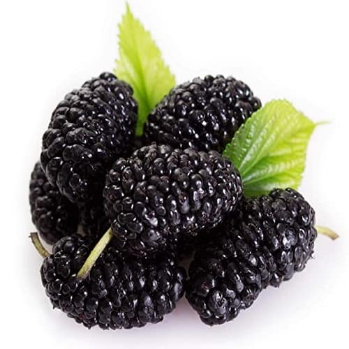 Mulberry 250 Gms
