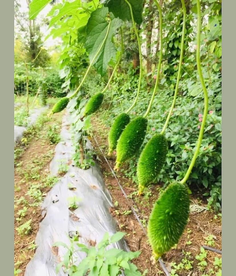 JignishaSeeds Kantola Vegetable ( 20 Seeds ) view 2