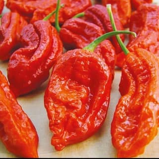 King Chilli (Bhoot Jolokiya) - 1 kg - One kg pack