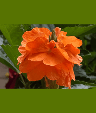 PARTHVA CROSSANDRA 30 SEEDS FOR HOME GARDEN