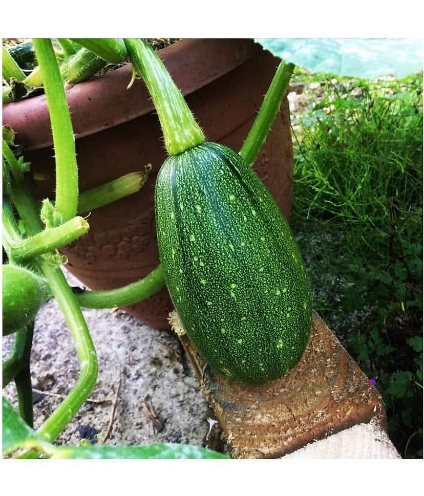 FLARE SEEDS Long Green Pumpkin F1 Hybrid Vegetables Seeds - 20 Seeds Only
