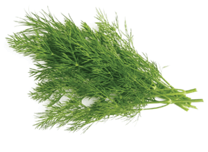 Dill Leaves whole bunch