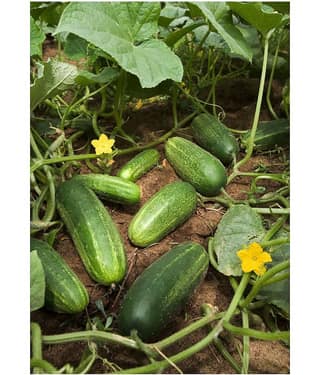 Kannan Enterprises Organic Natural Cucumber Seeds 50 Count