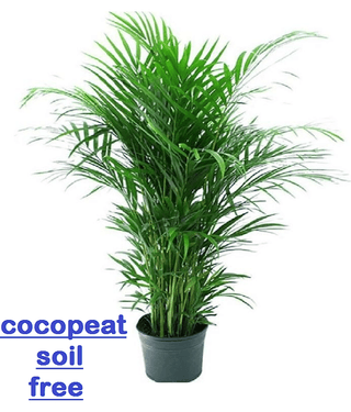 areca palm seed for planting 5 seeds