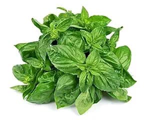 Basil Leaves 100 gms