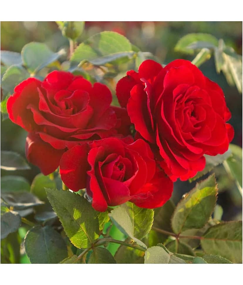 Azalea Gardens Rose Flower Plant Seeds "Red Rose" 20 Seeds Pack + Instruction Manual view 2