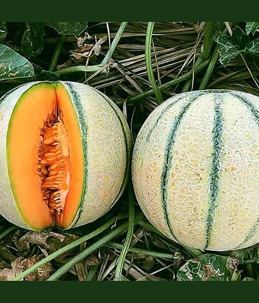 Jignisha Seeds Hybrid Muskmelon Striped Fruit ( 30 Seeds )