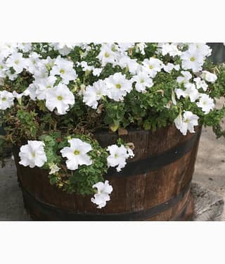 homeagro - Petunia Mixed Flower ( 50 Seeds )