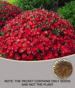 homeagro - Indian Chrysanthemum Mixed Flower ( 50 Seeds )