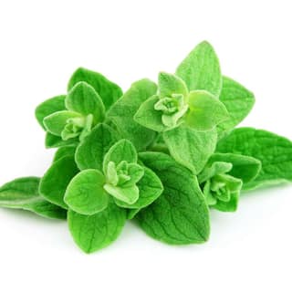 Fresh Oregano 50 Gms