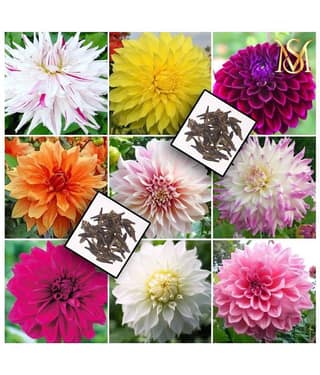 MS Dalhia Seed / Dahlia Hybrids Mixed Color - Dahlia Flower Seeds