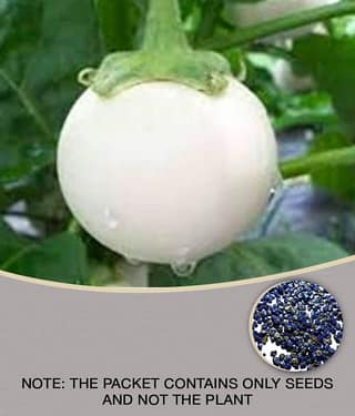 Matrix White Eggplant-Brinjal Baigen Seed