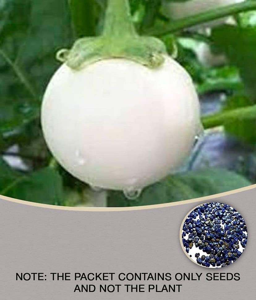 Matrix White Eggplant-Brinjal Baigen Seed