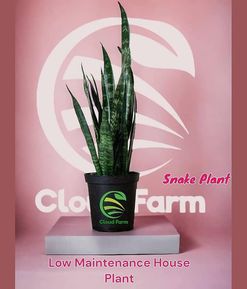 Cloud Farm Outdoor Ornamental Plant ( Pack of 1 )