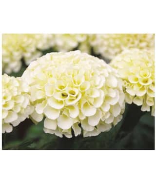 AGREY FRENCH WHITE MARIGOLD 30 SEEDS ( PACK OF 2)