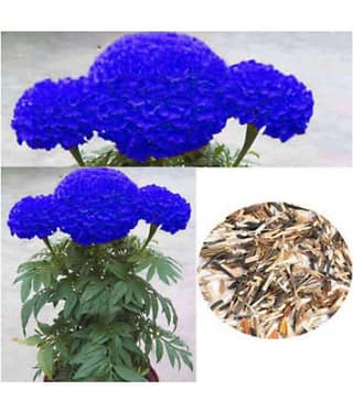 AGREY BLUE MARIGOLD FLOWER SEEDS 30 SEEDS