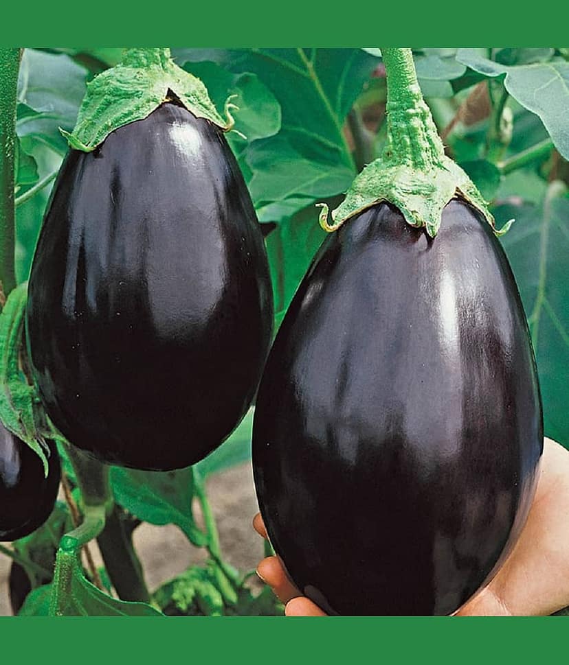 Jignisha Seeds Brinjal Vegetable ( 50 Seeds )