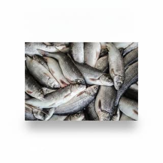 Fresh Rohu Fish - 1 kg - 1kg Fresh Fish