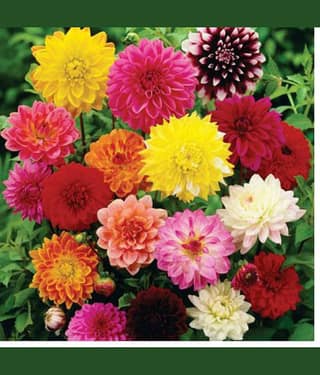 homeagro - Zinnia Mixed Flower ( 20 Seeds )