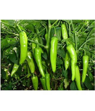 Best Hybrid Chilli Seeds - 100 + Instruction Manual