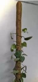 FARMHAND Coco Pole -Moss and Coir Stick for Indoor| Outdoor Plant Support, Money Plant and Housing Plants Garden Mulch Garden Mulch (3 Ft) view 2