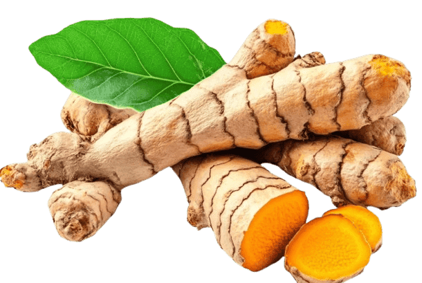 Organic Turmeric Root view 2