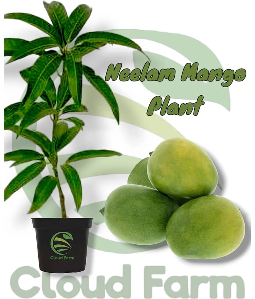 Cloud Farm Outdoor Fruit Plant ( Pack of 1 )