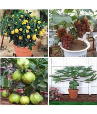 fruit seeds combo - 5 - 5 seeds of each one ( 20 seed ) lemon,grapes,papaya,guava - with instruction manual