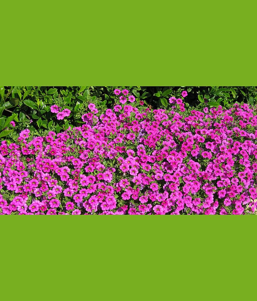 homeagro - Petunia Mixed Flower ( 50 Seeds )