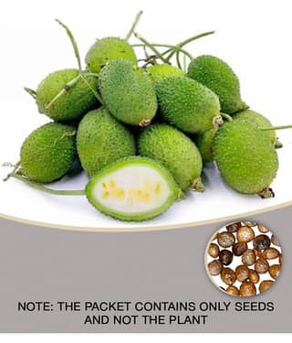 Spiny Gourd Kantola - Kankoda Vegetable Seeds (Pack of 20 Seeds ) - cocopeat soil free