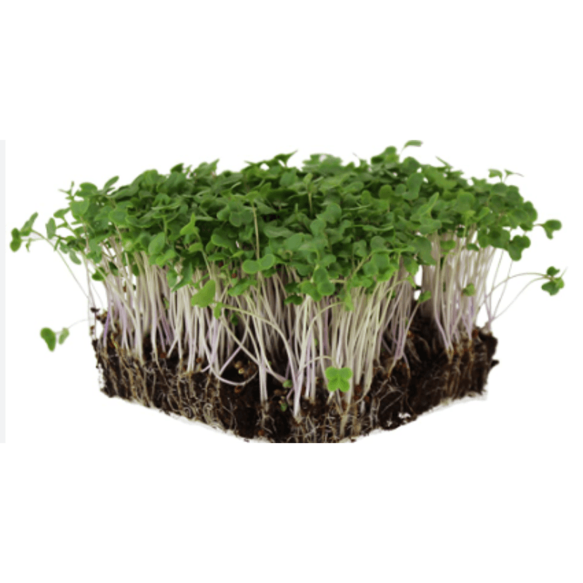 SS BROCOLLI MICROGREEN