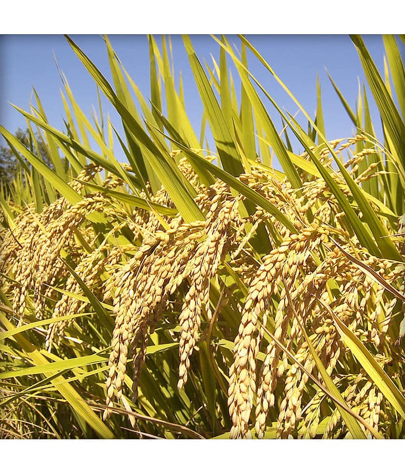 Ekgaon Raw Long Grain Briyani Rice 950 gm view 4