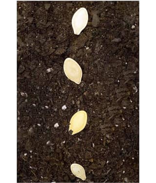 F1 High Yielding Hybrid Green Long Squash ZUCCHINI - 10 Seeds