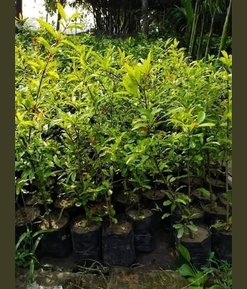 Cloud Farm Outdoor Fruit Plant ( Pack of 1 ) view 2
