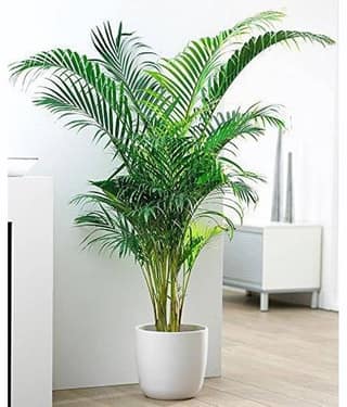 Areca Palm Bonsai Hybrid Tree Seeds pack of 5 Seeds