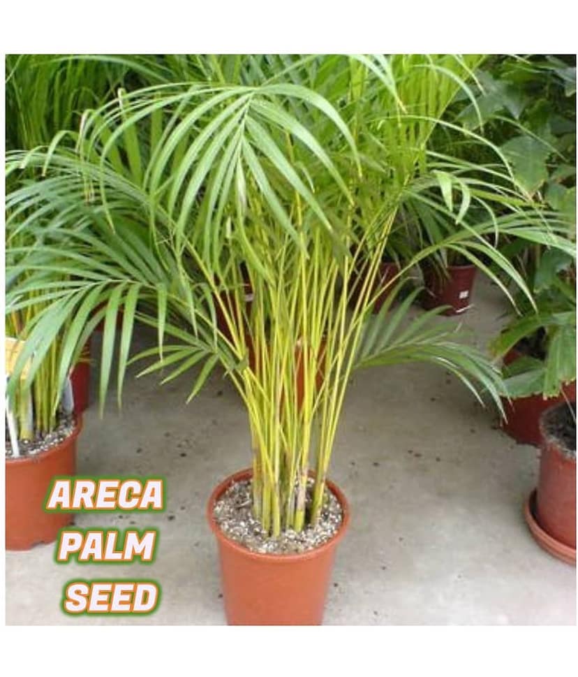 Areca Palm Seeds ( 5 seeds ) - Indoor & Outdoor Plant- Best Household Plant,Garden & Ornamental Plant Seeds