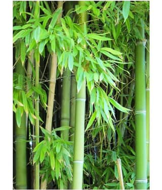 Male Bamboo Seeds For Outdoor Bamboo Seeds Garden Pack