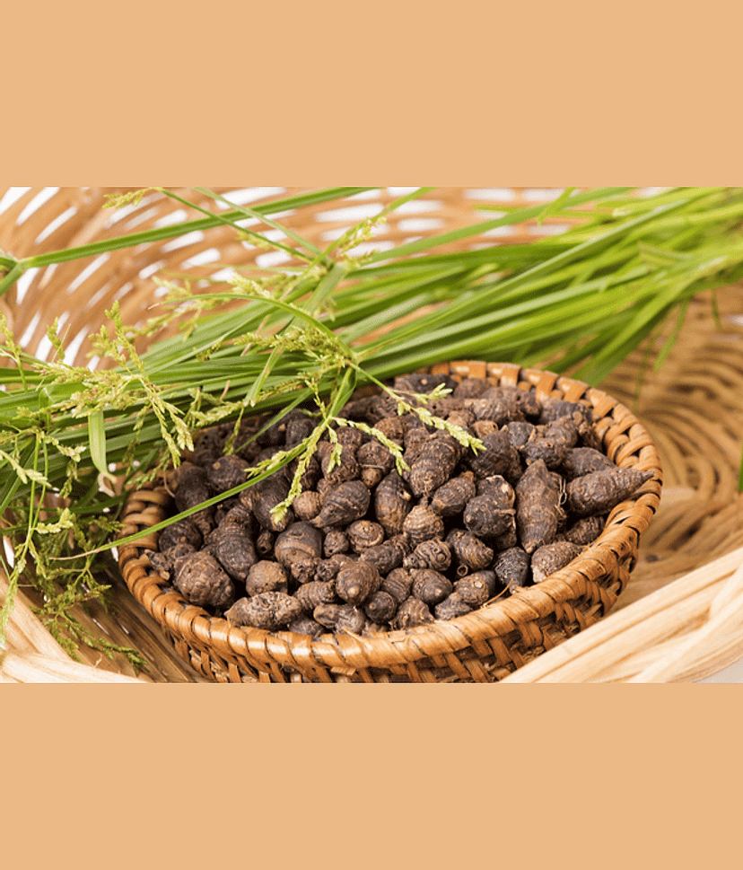 MYGODGIFT Nut Grass - Mustak - Nagarmotha 200 gm view 2