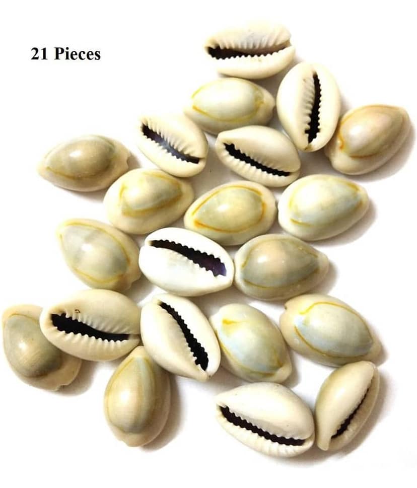DS1 - Coral Pooja Shell 2 cm ( Pack of 1 ) view 2