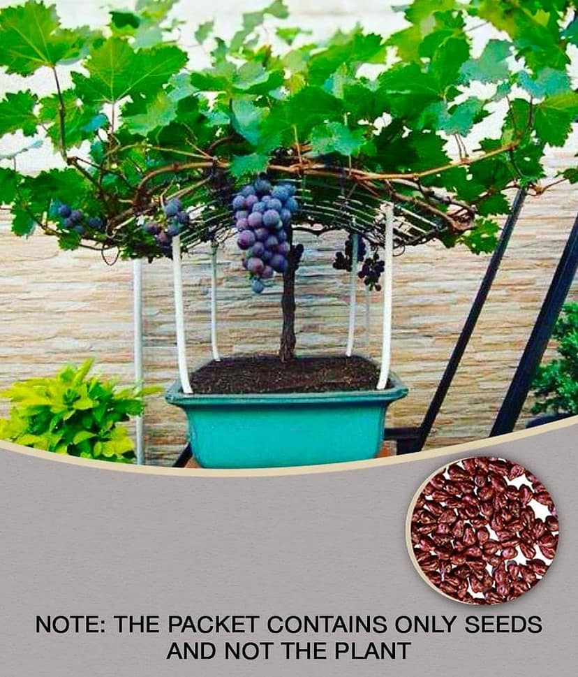 homeagro - Black Grape Fruit ( 20 Seeds )