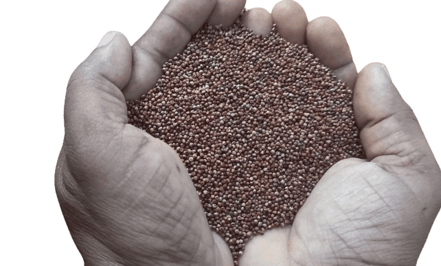 White Ragi Whole view 3